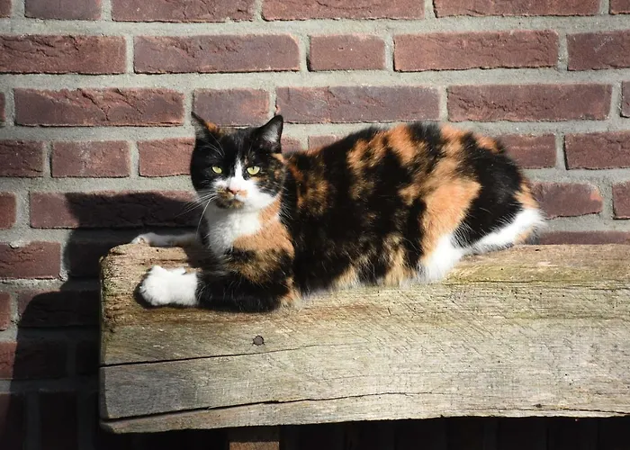 Vakantiehuis Buitenuit