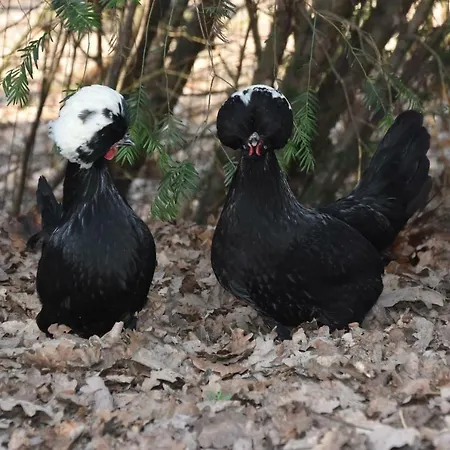 Buitenuit Сasa de vacaciones