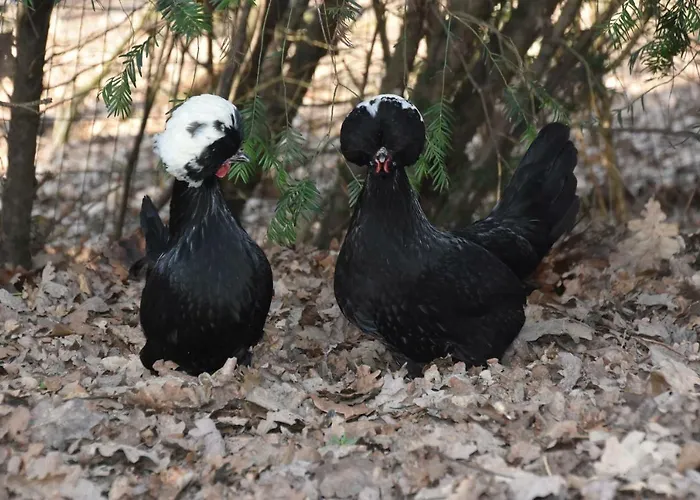 Buitenuit Сasa de vacaciones